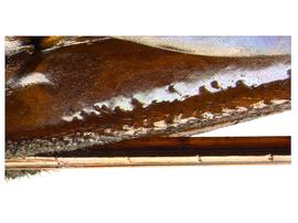   Sirex areolatus  female ovipositor base; photo by H. Goulet, CNC 
